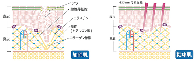 加齢肌と健康肌